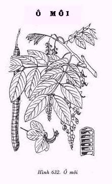 Drawing of -Mi leaves and fruit - Hnh ve~ l v tri -Mi